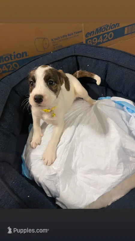 Peach – American Bully, Poodle - Miniature  puppy for sale in North Brunswick, NJ
