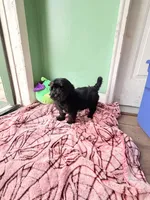 Fern, a male Havapoo for sale in North Brunswick, NJ – 4 of 5