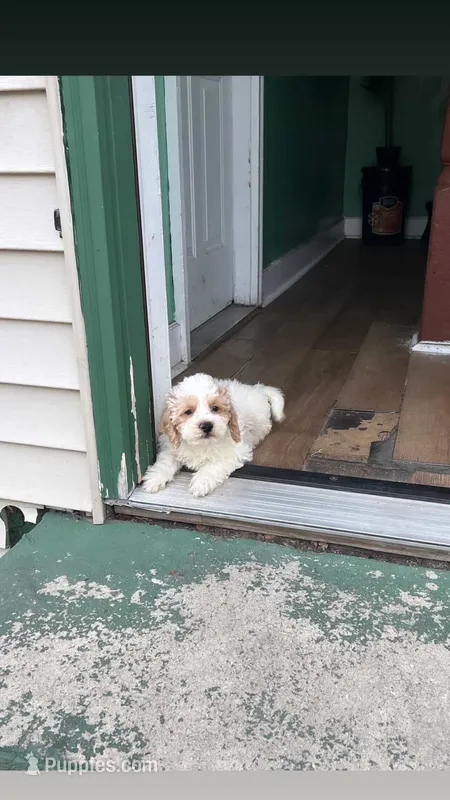 Teddy – Havapoo puppy for sale in North Brunswick, NJ