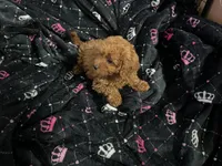 Kylie, a female Miniature Goldendoodle for sale in North Brunswick, NJ – 3 of 4