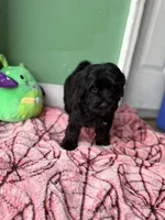 Fern, a male Havapoo for sale in North Brunswick, NJ – 2 of 5