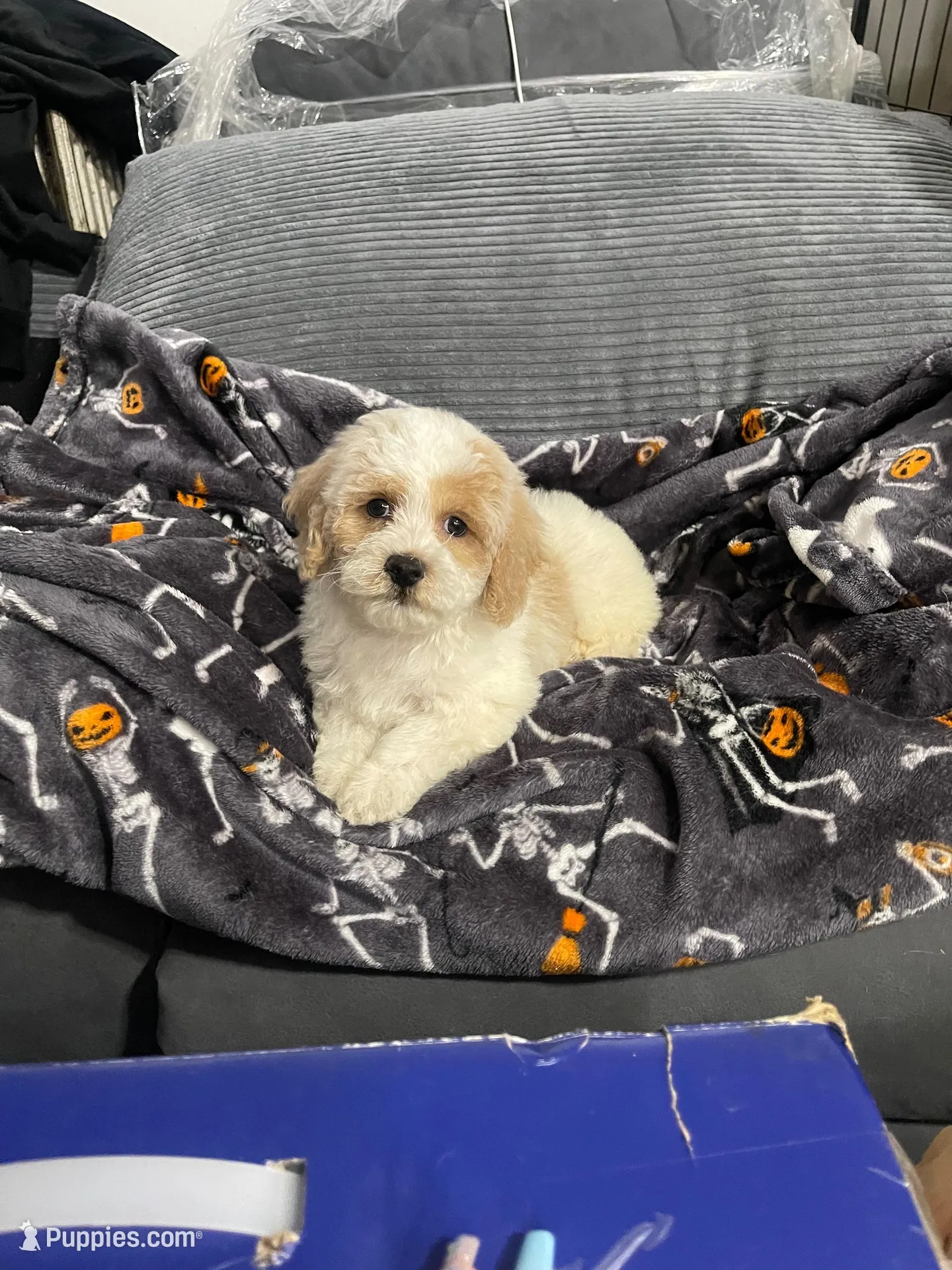 Teddy, a male Havapoo for sale in North Brunswick, NJ – 1 of 4
