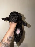 Violet, a female Havapoo for sale in North Brunswick, NJ – 1 of 8