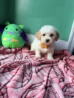 Lily, a female Havapoo for sale in North Brunswick, NJ – 2 of 5