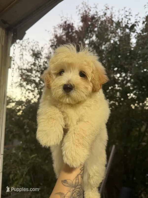 Thor – Maltipoo puppy for sale in North Brunswick, NJ