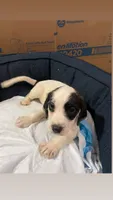 Cherry, a female American Bully and Poodle - Miniature  for sale in North Brunswick, NJ – 2 of 2