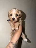 Daisy, a female Havapoo for sale in North Brunswick, NJ – 4 of 6