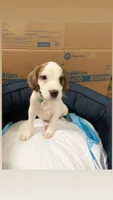 Pomelo, a male American Bully and Poodle - Miniature  for sale in North Brunswick, NJ – 3 of 3