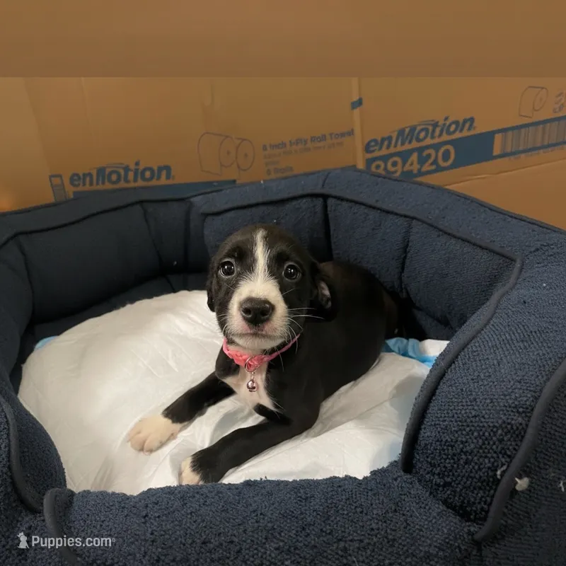 Honeydew – American Bully, Poodle - Miniature  puppy for sale in North Brunswick, NJ