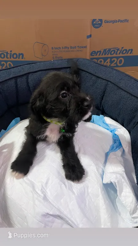 Blueberry – American Bully, Poodle - Miniature  puppy for sale in North Brunswick, NJ
