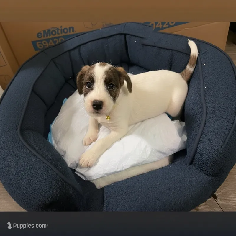 Peach – American Bully, Poodle - Miniature  puppy for sale in North Brunswick, NJ