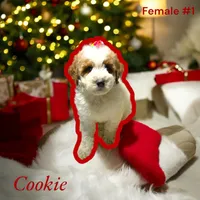 Cookie, a female Poodle - Miniature  for sale in North Brunswick, NJ – Photo 2 of 2