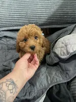 Khloe, a female Miniature Goldendoodle for sale in North Brunswick, NJ – 2 of 2