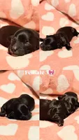 Violet, a female Havapoo for sale in North Brunswick, NJ – 8 of 8