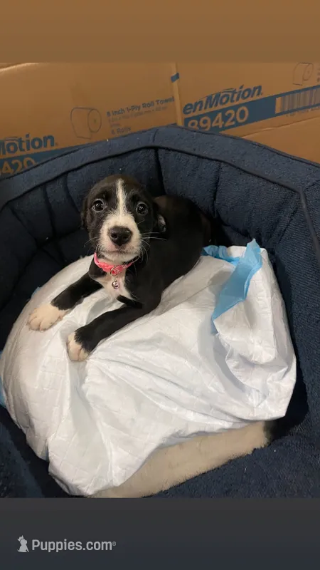 Honeydew, a female American Bully and Poodle - Miniature  for sale in North Brunswick, NJ – 1 of 3
