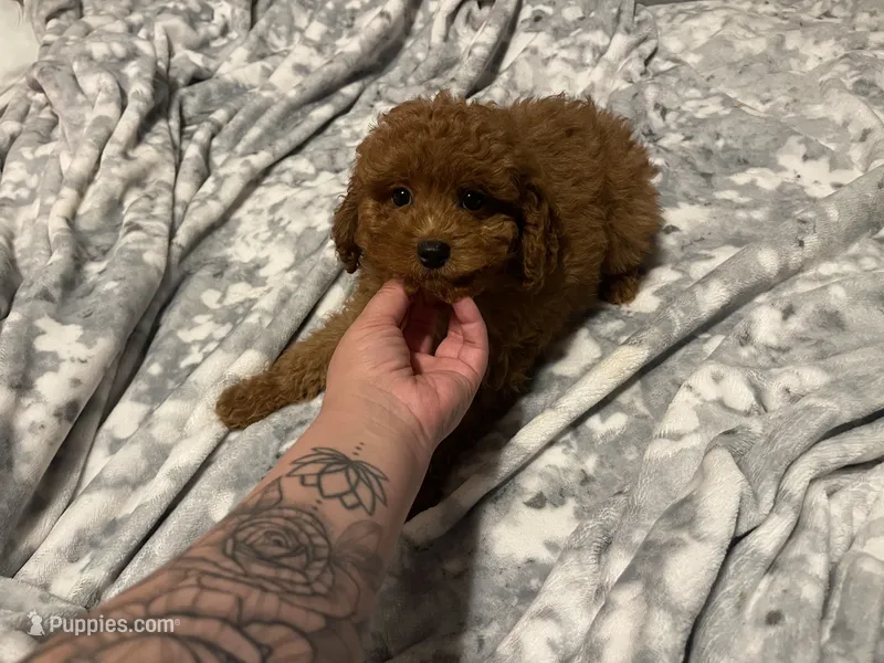 Kenzo, a male Miniature Goldendoodle for sale in North Brunswick, NJ – 1 of 3