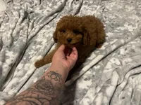 Kenzo, a male Miniature Goldendoodle for sale in North Brunswick, NJ – 1 of 3