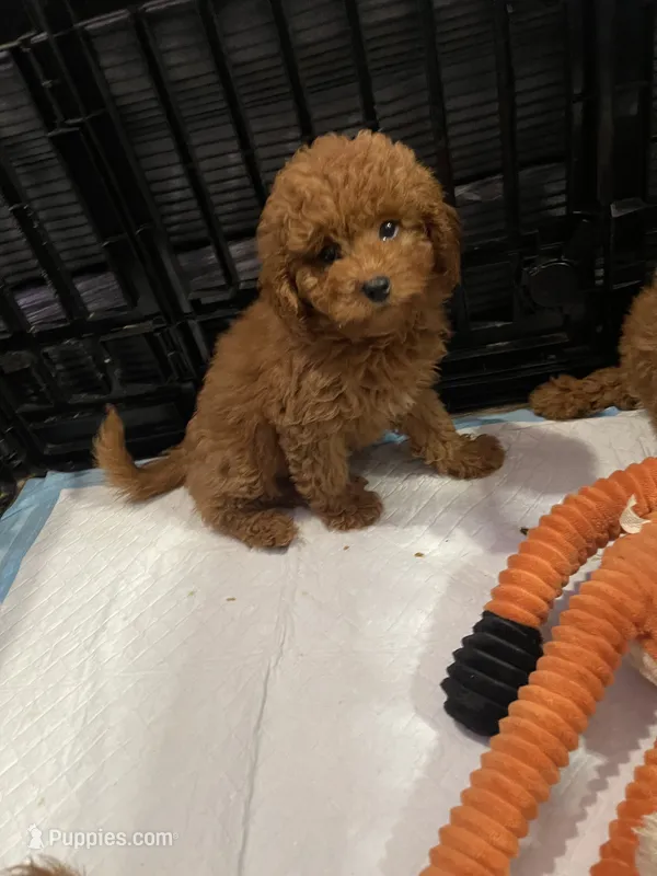 Khloe, a female Miniature Goldendoodle for sale in North Brunswick, NJ – 1 of 2