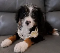 Jazz, a female Miniature Bernedoodle for sale in Westborough, MA – 5 of 5