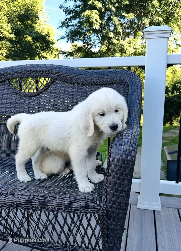 Henry AKC – Golden Retriever puppy for sale in Westborough, MA