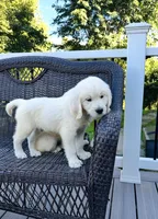 Henry AKC, a male English Cream Golden Retriever for sale in Westborough, MA – 1 of 5