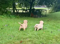 Sofi , a female Golden Retriever for sale in Westborough, MA – 2 of 2