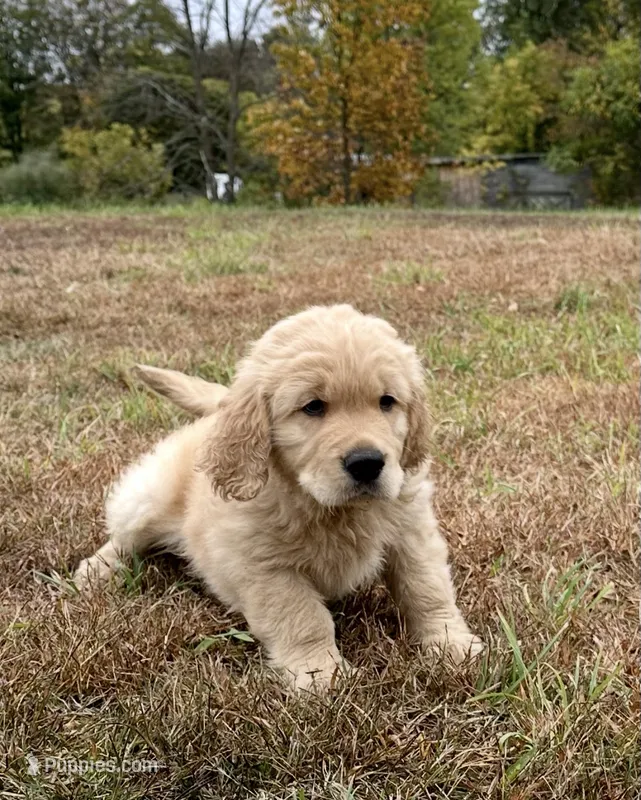 Sofi  – Golden Retriever puppy for sale in Westborough, MA