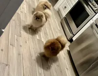 Valentina and King , a female Pomeranian for sale in Westborough, MA – Photo 1 of 2