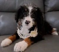 Jazz, a female Miniature Bernedoodle for sale in Westborough, MA – 3 of 5