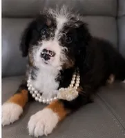 Jazz, a female Miniature Bernedoodle for sale in Westborough, MA – 1 of 5