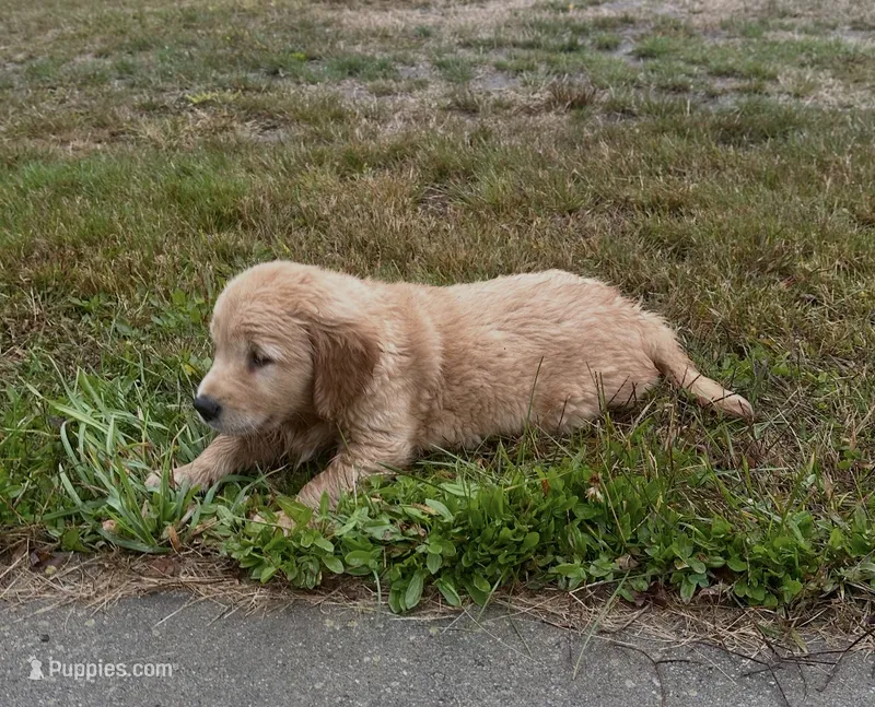 Sofi  – Golden Retriever puppy for sale in Westborough, MA