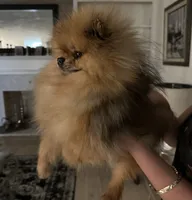 Lincoln , a female Pomeranian for sale in Westborough, MA – 2 of 3