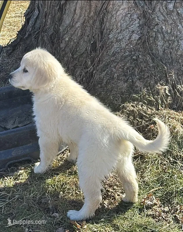 AKC-Luna  – Golden Retriever, English Cream Golden Retriever puppy for sale in Westborough, MA