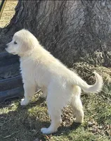 AKC-Luna , a female Golden Retriever and English Cream Golden Retriever for sale in Westborough, MA – Photo 1 of 2