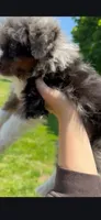 Jax , a male Miniature Bernedoodle for sale in Westborough, MA – 3 of 6