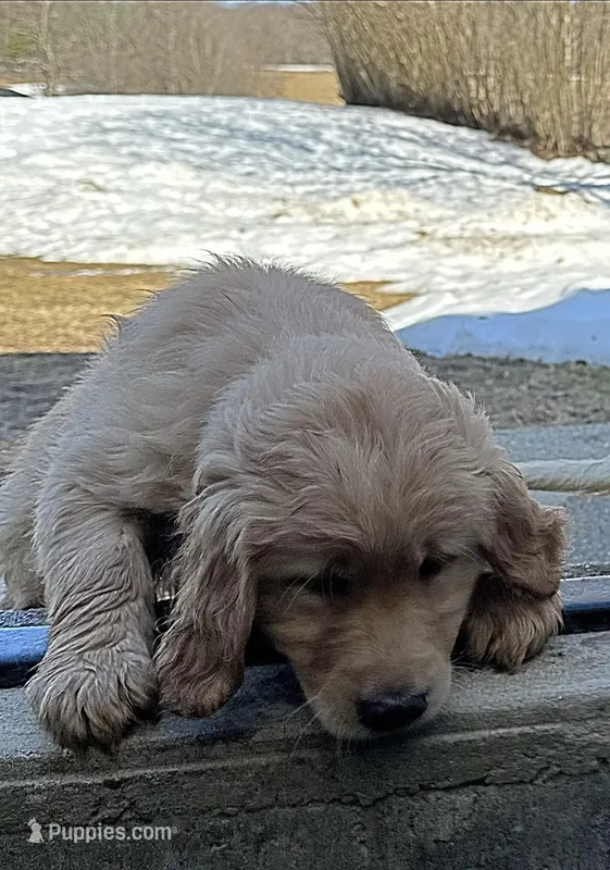 AKC-Maverick  – Golden Retriever puppy for sale in Westborough, MA