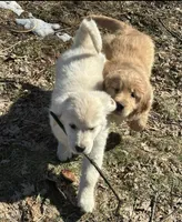 AKC-Maverick , a male Golden Retriever for sale in Westborough, MA – Photo 1 of 3