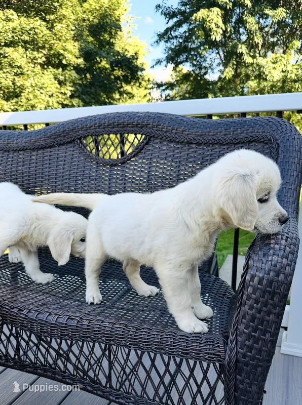 Bella AKC  – Golden Retriever puppy for sale in Westborough, MA