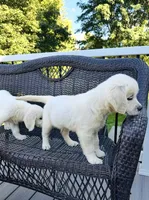 Bella AKC , a female English Cream Golden Retriever for sale in Westborough, MA – 1 of 4