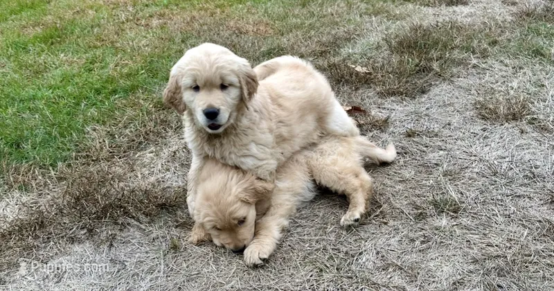 Onyx  – Golden Retriever puppy for sale in Westborough, MA