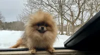 Lincoln , a female Pomeranian for sale in Westborough, MA – 1 of 3