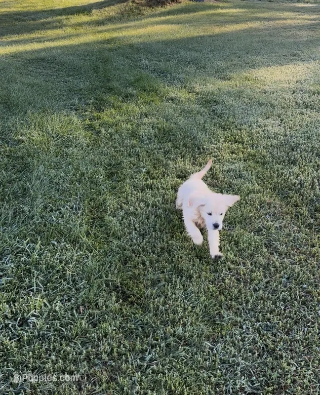 Bella AKC  – Golden Retriever puppy for sale in Westborough, MA