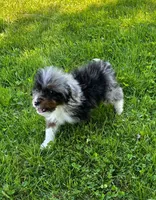 Jax , a male Miniature Bernedoodle for sale in Westborough, MA – 4 of 6