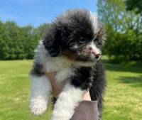 Jax , a male Miniature Bernedoodle for sale in Westborough, MA – 2 of 6