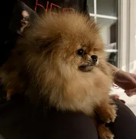 Lincoln , a female Pomeranian for sale in Westborough, MA – 3 of 3