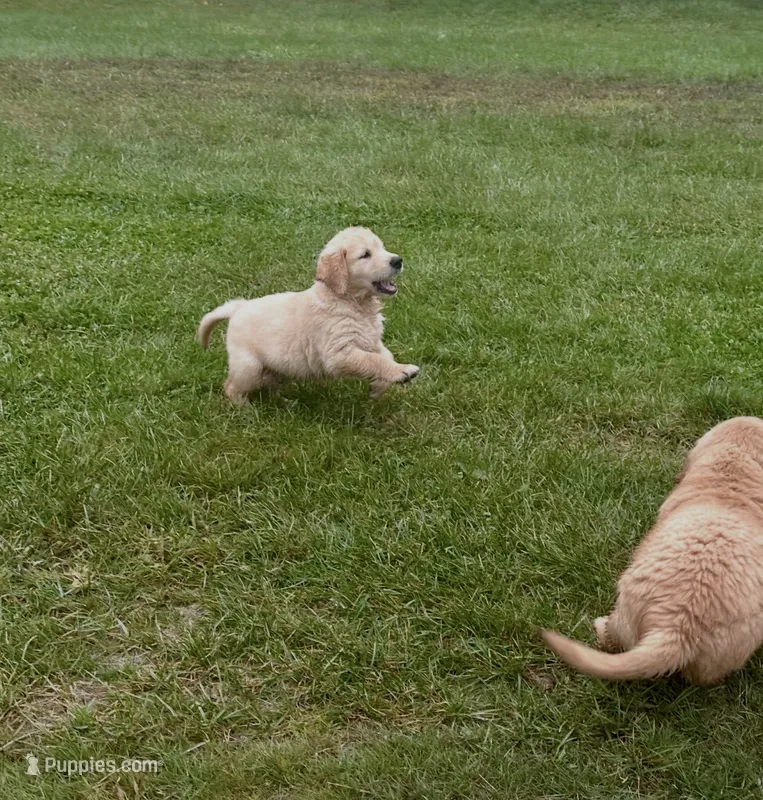 Onyx  – Golden Retriever puppy for sale in Westborough, MA