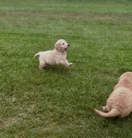 Onyx , a male Golden Retriever for sale in Westborough, MA – 2 of 3