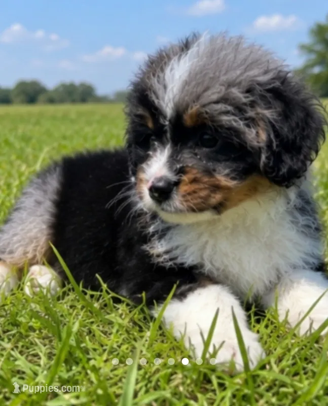 Jax  – Miniature Bernedoodle puppy for sale in Westborough, MA