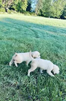 Bella AKC , a female Golden Retriever for sale in Westborough, MA – 6 of 9