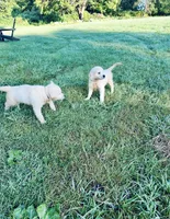 Bella AKC , a female Golden Retriever for sale in Westborough, MA – 9 of 9